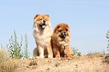 CHOW CHOW 115